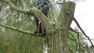 Verwijderen bomen in Tilburg